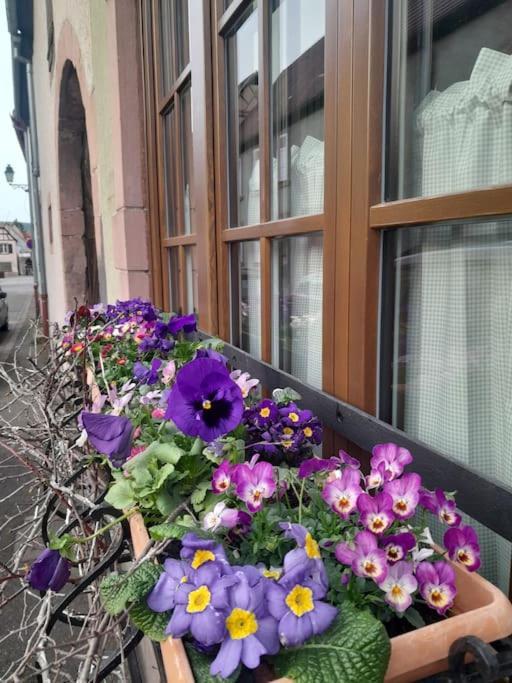 Gite Boniface Pour 2 Pers Bergheim Esterno foto